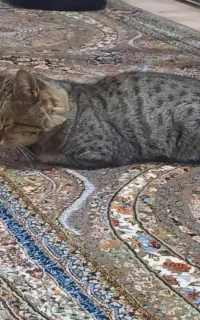 گربه گمشده
