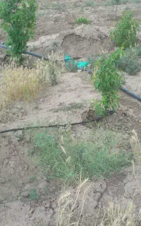 نصب و اجرای سیستم آبیاری قطره ایی