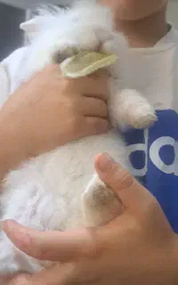 خرگوش لپی