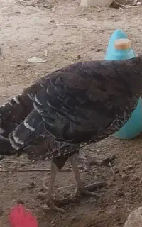 بوقلمون