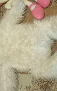 عروسک