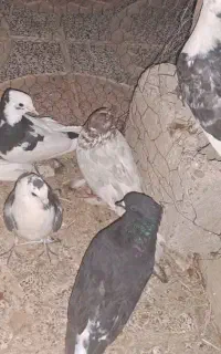 ۷ تا کبوتر پرشی
