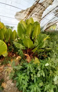 باباآدم زمینی