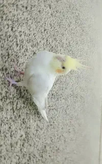عروس. هلندی نر در شبانکاره