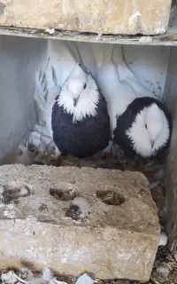 جفت کبوتر ‌طوقی سیاه