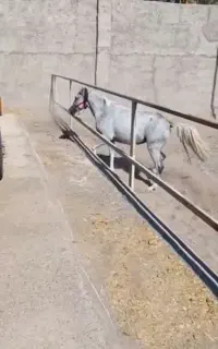 اسب مادیان..