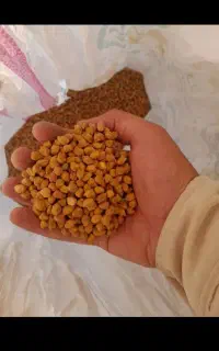 نخود قرمز