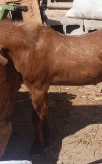 کهره نر