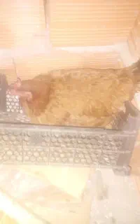 جوجه مرغ