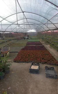 کارگر ماهر برای گلخانه