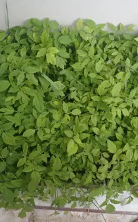 پته گوجه