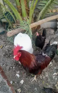 ۴ مرغ تخمگذارویک خروس