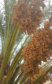 فروش رطب گنتار