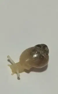 10 تا جوجه حلزون اچاتینا 1 سانتی