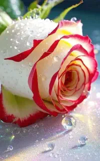 نشا گل کلم و کلم قمری