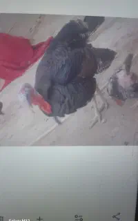 بقلمون