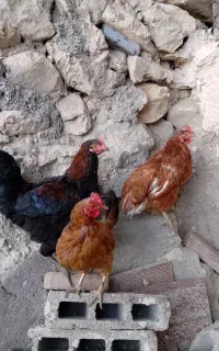مرغ خروس