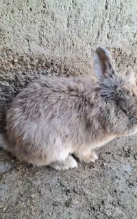 خرگوش عروسک و خرگوش ساده 6 تا دارم هست