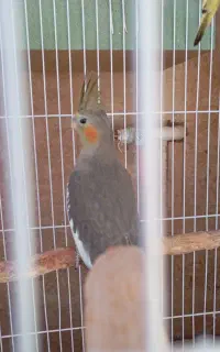عروس هلندی گم شده