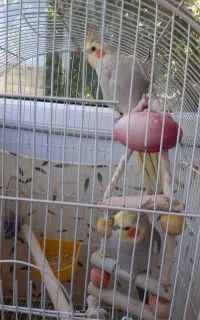 عروس هلندی