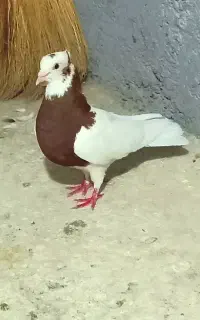 دوعدد طوقی نر