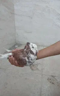 کبوترطوقی ناب