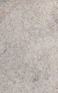 برنج فجر سوزنی