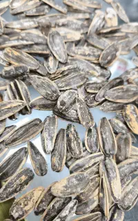 تخمه ی آفتابگردان تازه شهر خوی