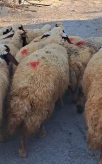 16راس شیشک درجه یک مالچه