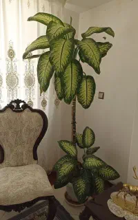 گل طبیعی شیک