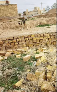 سگ پژدر یک ساله