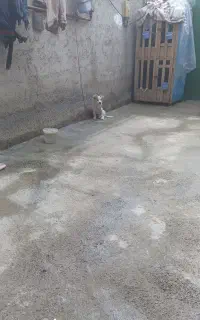 سگ پا کوتاه