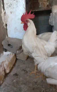 فروش فوری خروس