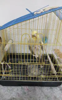عروس هلندی نر ماده