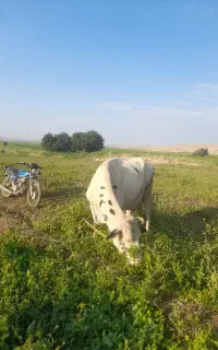 گاو شیری
