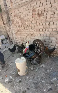 بوقلمون نر