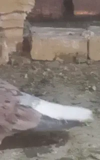 نره هفت رنگ