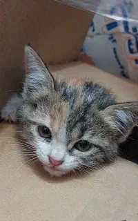 واگذاری بچه گربه کوچولو بامزه