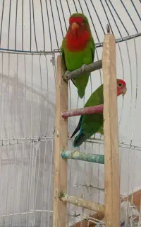 فروش پرنده کوتوله