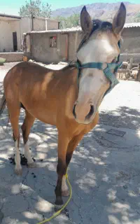 کره اسب