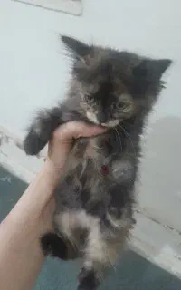 واگذاری گربه