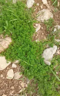 کارگر برا کاشت برنج میخام تا ده نفر