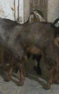 ۳عدد کهره دوبحر پاکستانی خوش قیمت