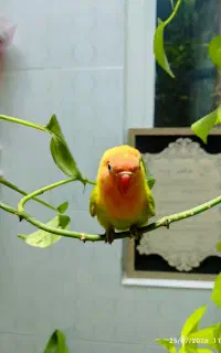 کوتوله برزیلی