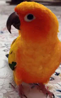 طوطی خورشیدی