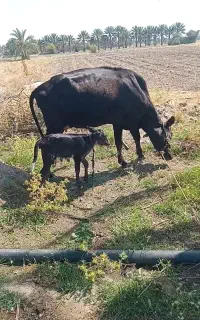 حراج گاو با گوساله