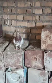 سار ۷ رنگ