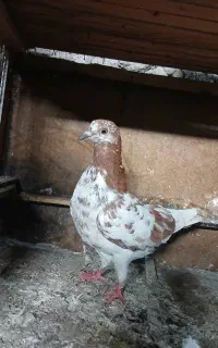 کبوتر تخمی