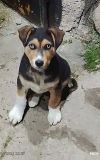 توله سگ نژاد دار