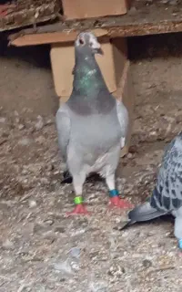 سه عدد کبوتر ماده مسافتی